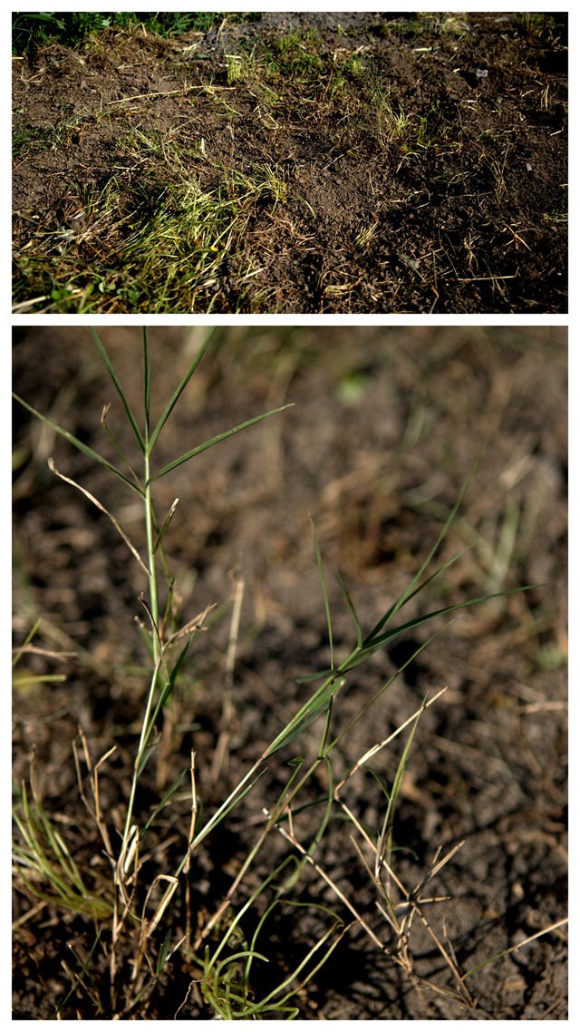 Couch Grass . La Casa della Acque . Sicily