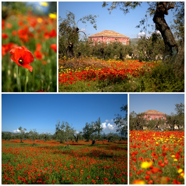 Poppies . La Casa della Acque . Sicily