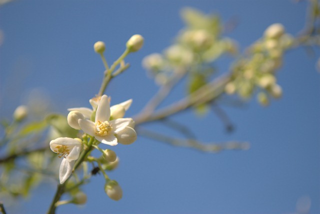 Orange Blossom . La Casa della Acque . Sicily