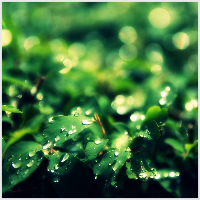 Raindrops . Romania