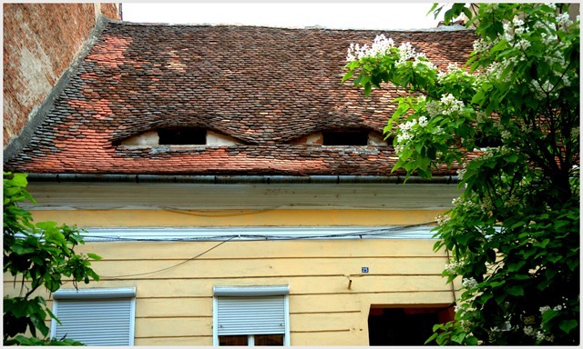 Sneak . Sibiu . Romania